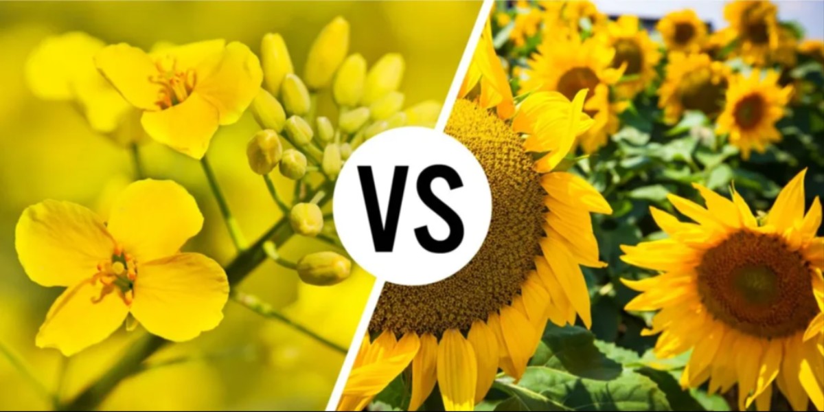 Canola Oil vs. Sunflower Oil: Which Is Better for Heart Health?